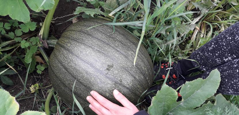  A photo of a large green pumpkin is shown growing in a garden, surrounded by tall grass and other plants.