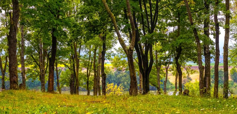 Row of trees by the river in sunny weather in summer or early autumn, panorama