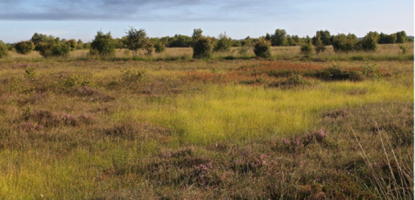 The raised bog Bargerveen 