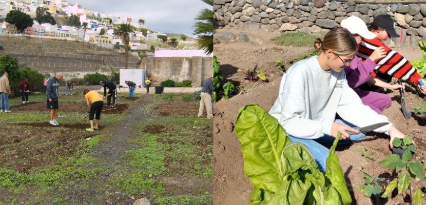 The urban gardens initiative addresses the issue of vacant lots awaiting future development. These temporary agricultural plots are allocated to residents, transforming neglected areas into productive community gardens.