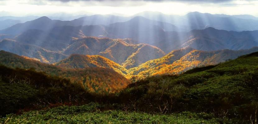 Forest in Marche Region (Italy)