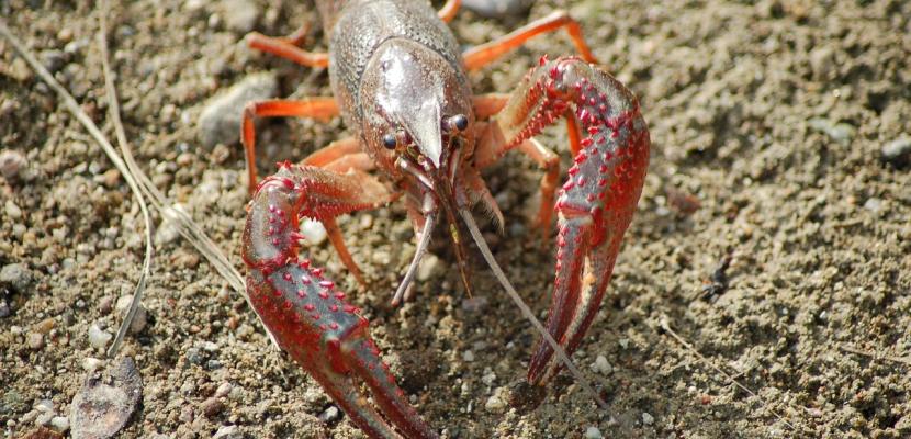 I see a red prawn on a beach