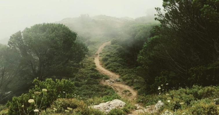 A narrow dirt path winds through a misty landscape, surrounded by lush green bushes and trees. The sky is overcast, with thick fog enveloping the scene, creating a serene and mysterious atmosphere.