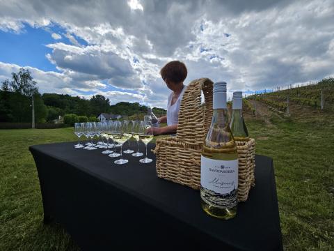 The Apple Trail of Sandomierz - vineyard wine tasting