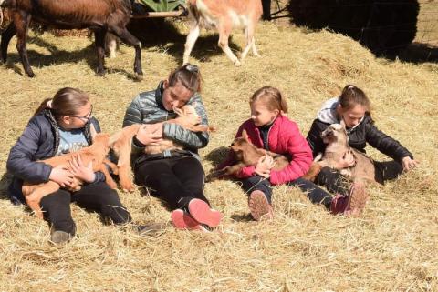 Héthatár goat farm petting zoo and camp