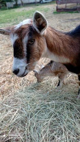 Héthatár goat farm petting zoo and camp