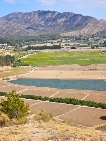 Calasparra rice fields