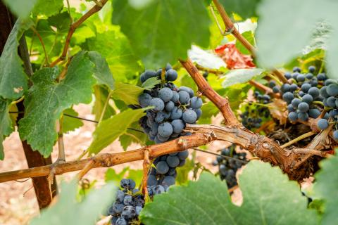 Mavrodaphne grapes in Achaia Clauss winery in Greece