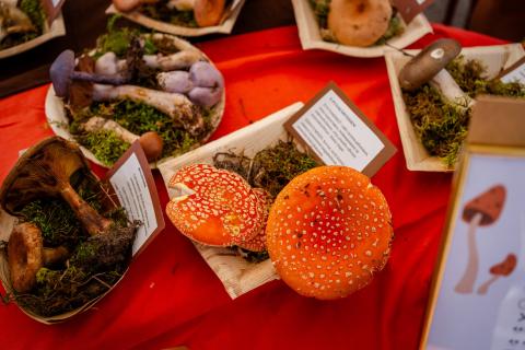 Various mushrooms from Lake Saimaa region