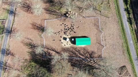 Aerial view with pigs in the farm