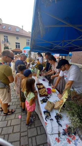 Herbal stand in Krosno