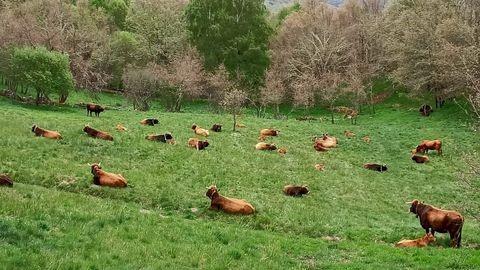 Cows grazing on one of the model village's land