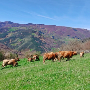 Cows grazing on a sloping area