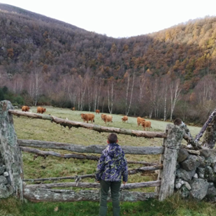 A boy watching cows graze