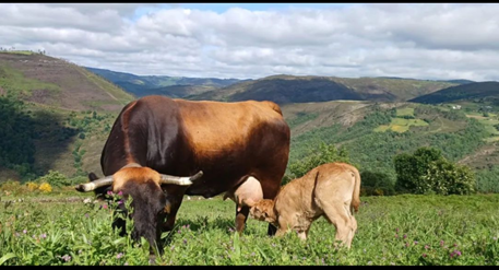 A mother cow and her calf grazing in the mountains