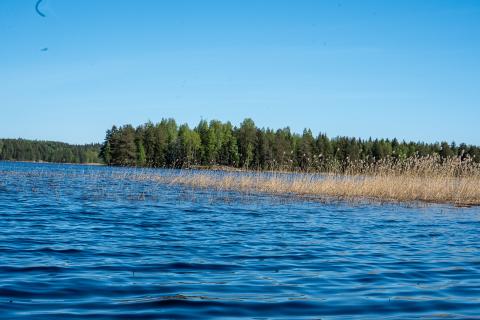 Water and reeds - Finnish nature