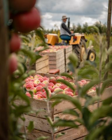 Sandomierz Apple Trail - orchard