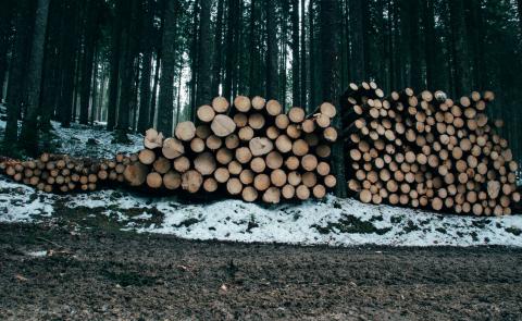 A large stack of cut tree logs in a snowy forest, with tall trees surrounding the area.