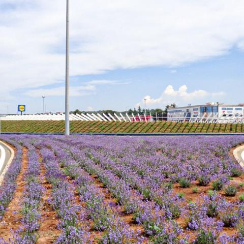 View of the rain garden in Pula