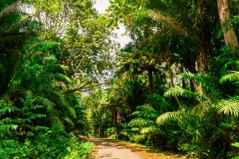 A narrow path winding through a lush tropical rainforest with tall trees and dense green foliage on both sides, sunlight filtering through the canopy.