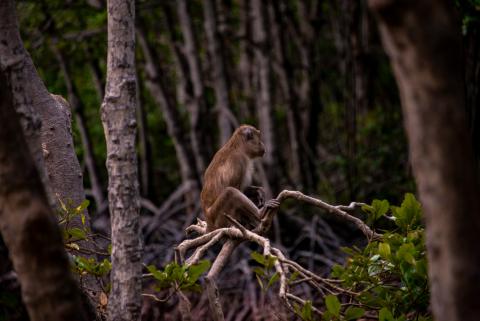 A monkey sitting on twisted tree branches in a dense forest, surrounded by tall trees and foliage, with a contemplative expression.