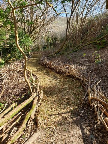 new path running through woods 