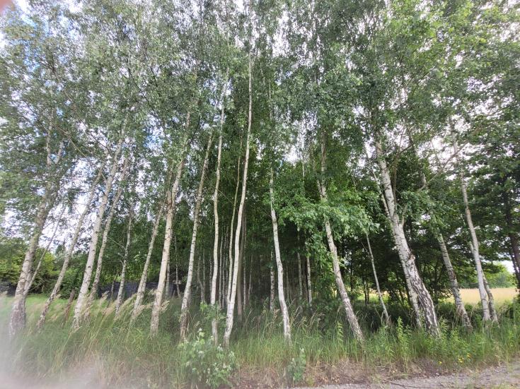 Green Forest Green Forest