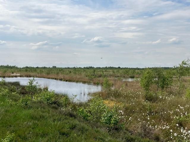 Bargerveen, Drenthe (NL)