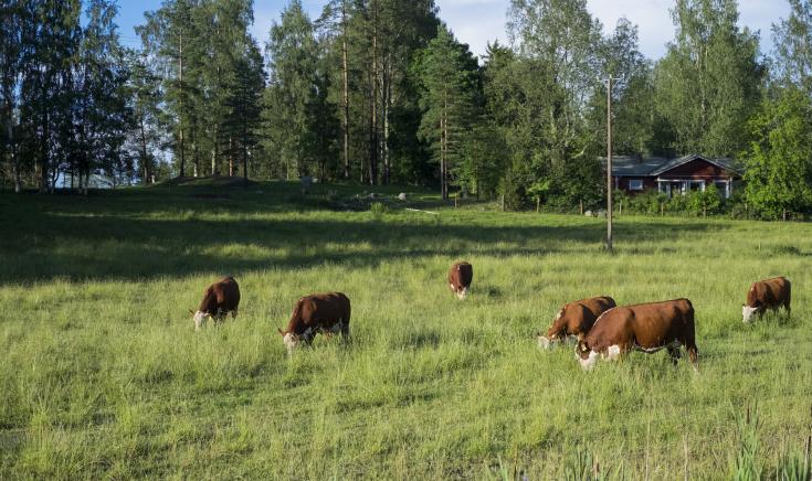 Cows grazing in field