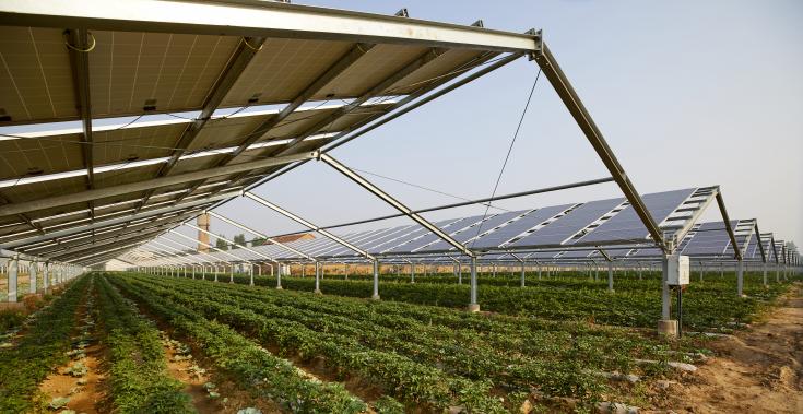Crops growing under PV panels