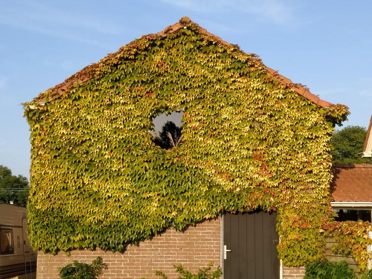 House covered with plants