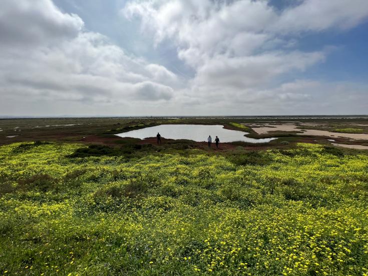 Saltmarsh area on a flat landscape, yellow flowering plants on the front, background round water area and high blue sky.