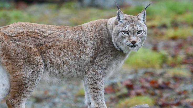 Lynx Germany