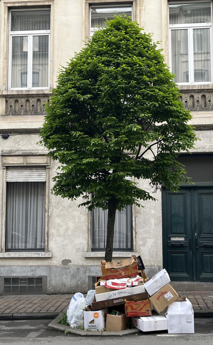 Tree in a street