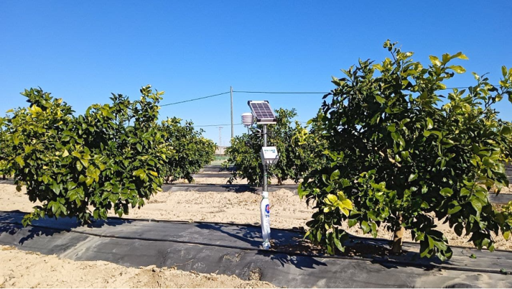 Two trees and water irrigation system