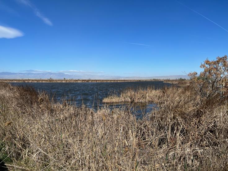 View of wetland