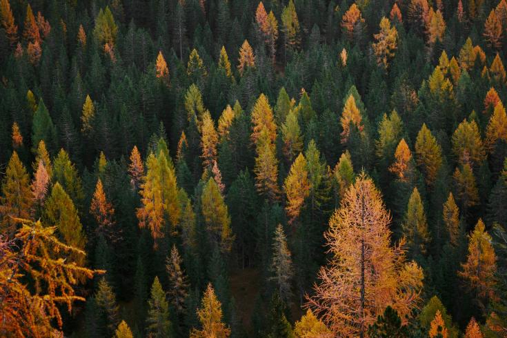 Aerial view of a dense forest with a mix of evergreen and deciduous trees in autumn, showcasing a vibrant array of green, yellow, and orange foliage.