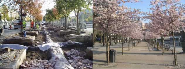 Cherry trees saved by Stokholm solution, Kungsträdgården, Stockholm