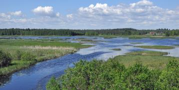 Small blue river reaches a shallow lake which is surrounded by green wetland area in Nordic region, Laukaa, Finland.