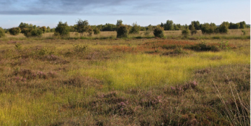 The raised bog Bargerveen 