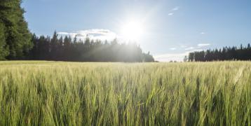 Field in the sun