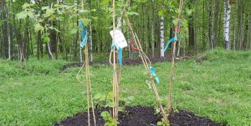 Compost used as a soil improver for plants.