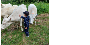 During summers a herd of Lapland cows has grazed in Kiikeli. During summers a herd of Lapland cows has grazed in Kiikeli.