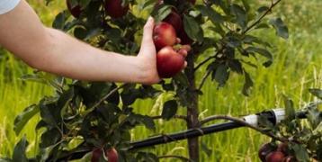 One hand picking two apples from a tree, with green grass on the background