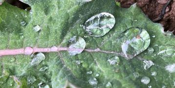 Leaf with droplets of water Leaf with droplets of water
