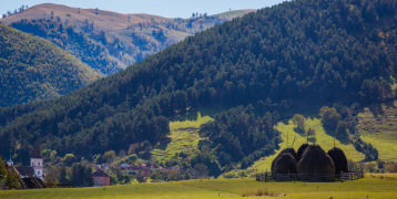 A green landscape with hills covered by dense forestry and a herder with cattle in front