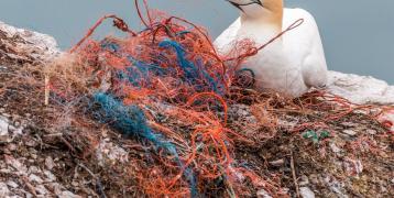 Photo of sea bird on fishing nets Photo of sea bird on fishing nets