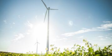 Two wind turbines in a field of flowers