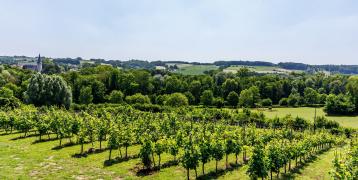 View of green landscape and vineyard