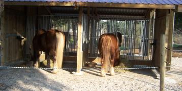 sheltered horses